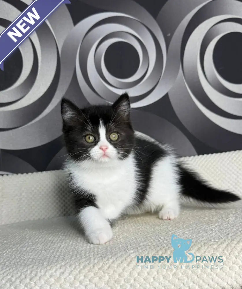 Laura British Shorthair female black bicolour live animals