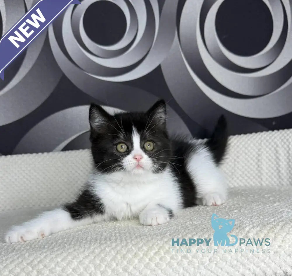 Laura British Shorthair female black bicolour live animals