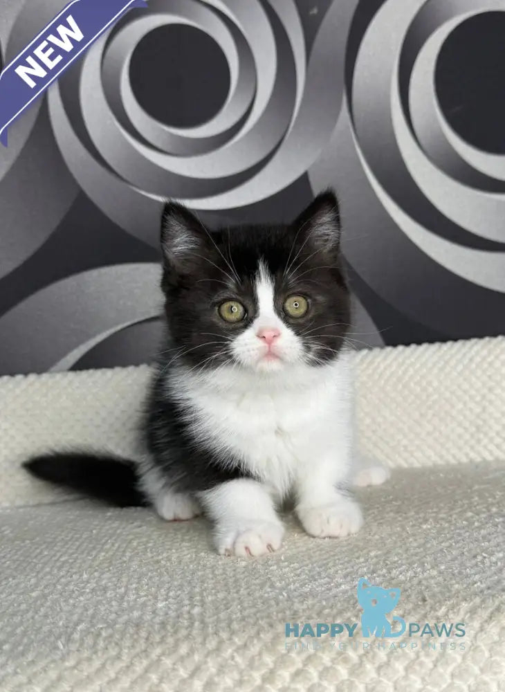 Laura British Shorthair female black bicolour live animals