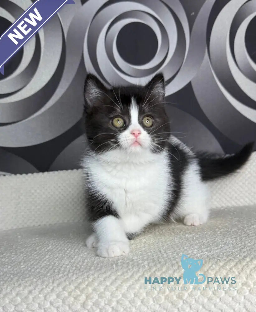 Laura British Shorthair female black bicolour live animals