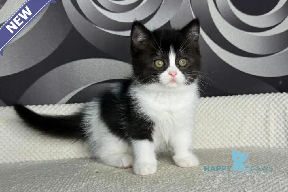 Laura British Shorthair female black bicolour live animals