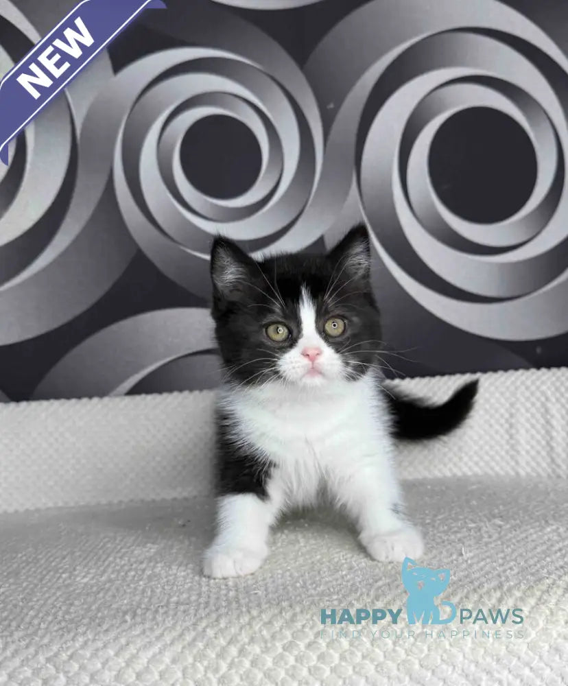 Laura British Shorthair female black bicolour live animals