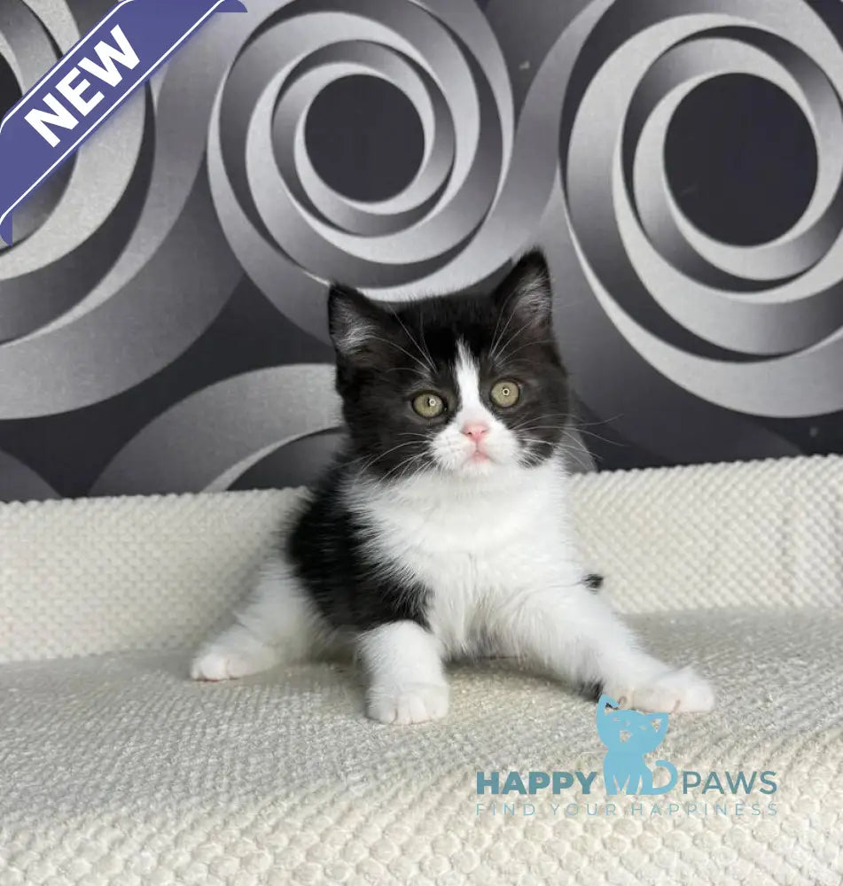 Laura British Shorthair female black bicolour live animals