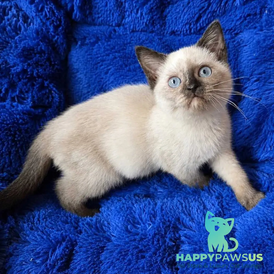 Laura British Shorthair female black tortie pointed - live animals