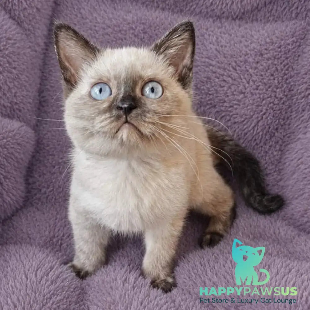 Laura British Shorthair female black tortie pointed - live animals