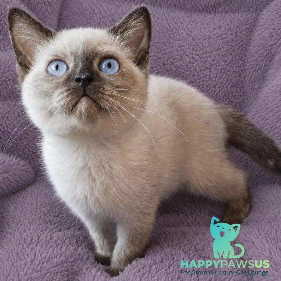 Laura British Shorthair female black tortie pointed - live animals