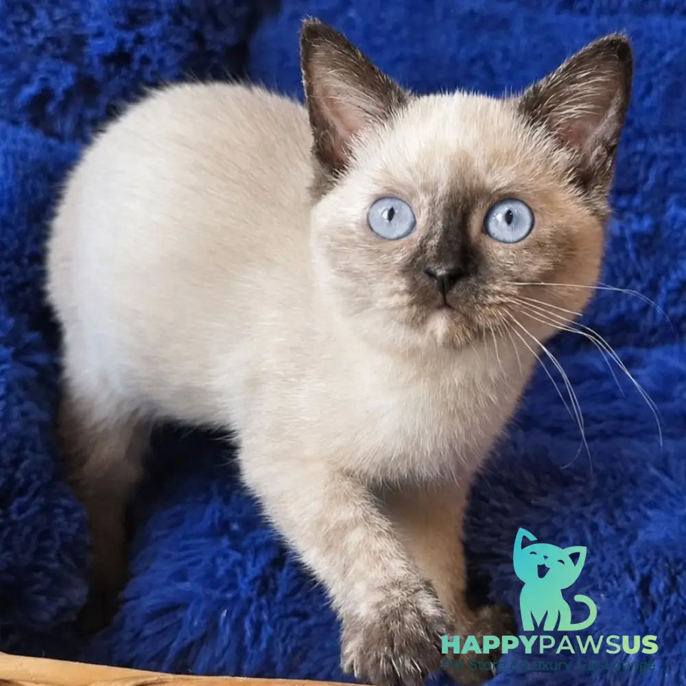 Laura British Shorthair female black tortie pointed - live animals
