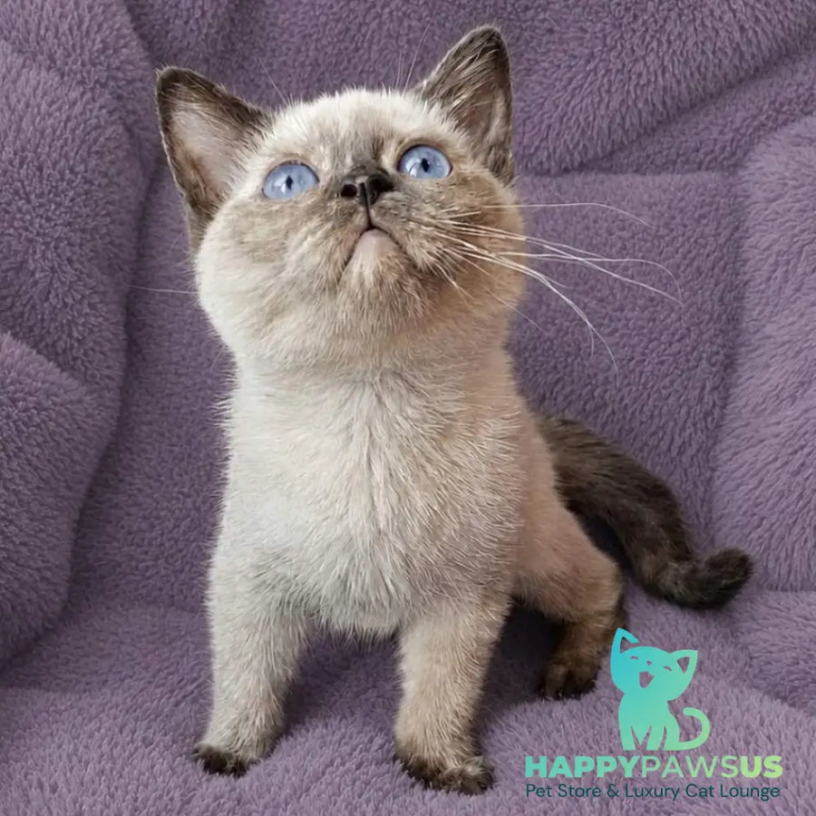 Laura British Shorthair female black tortie pointed - live animals