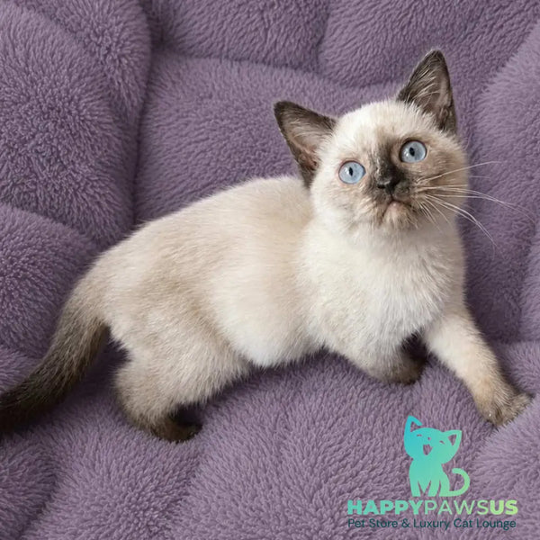 Laura British Shorthair female black tortie pointed - live animals
