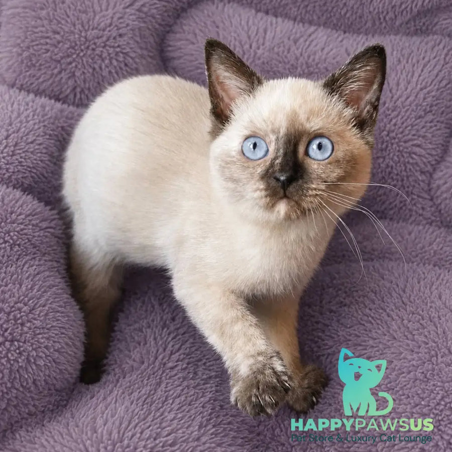 Laura British Shorthair female black tortie pointed - live animals