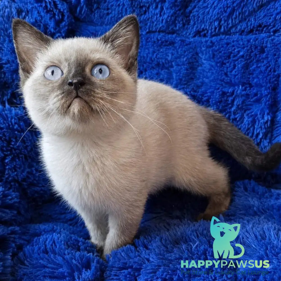 Laura British Shorthair female black tortie pointed - live animals