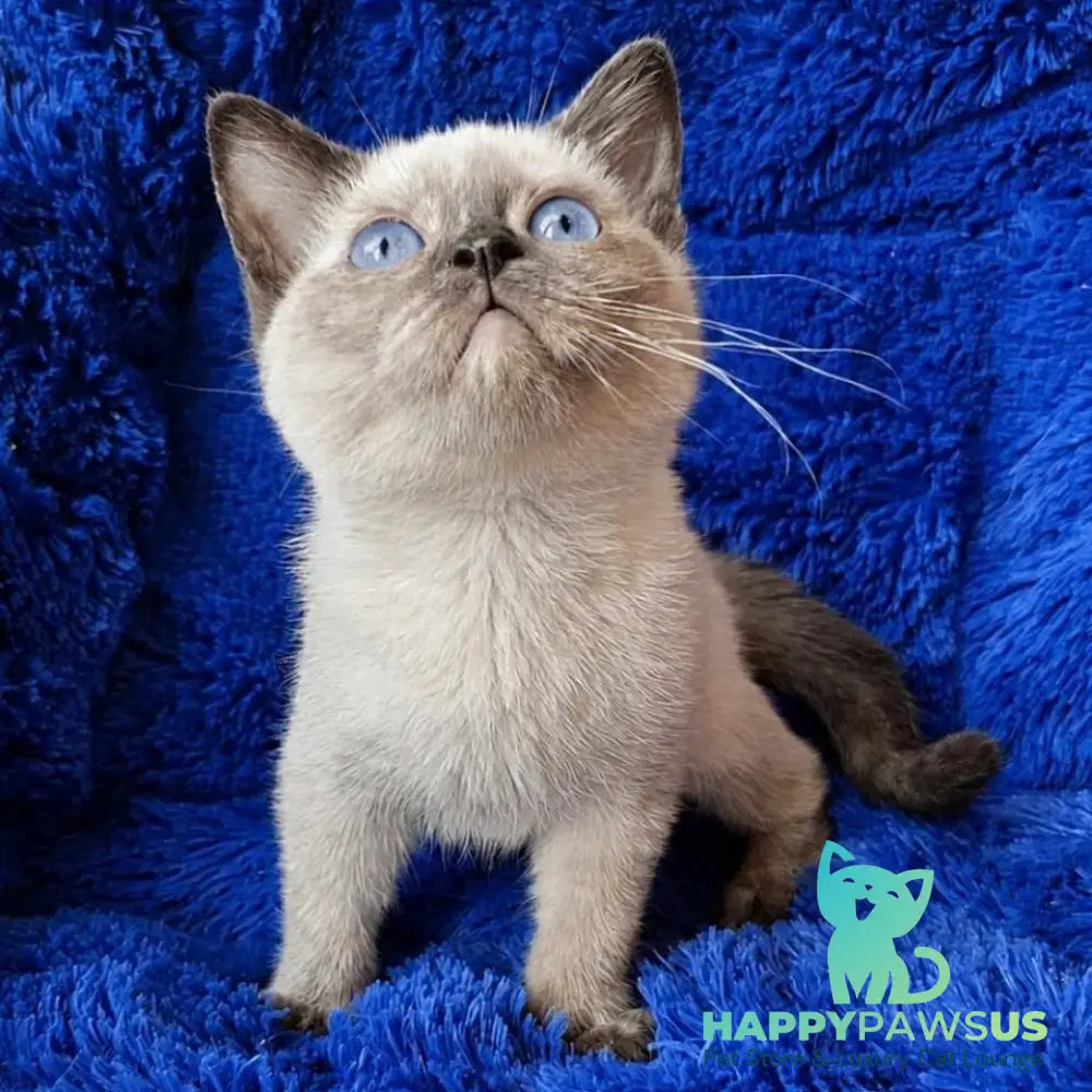 Laura British Shorthair female black tortie pointed - live animals