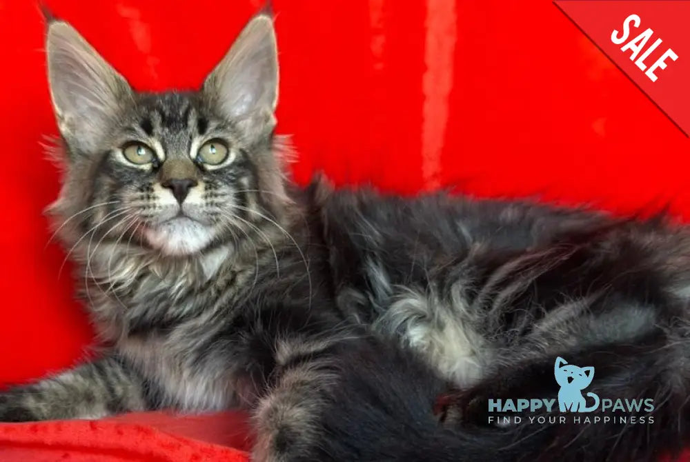 Laura Maine Coon female black tabby live animals