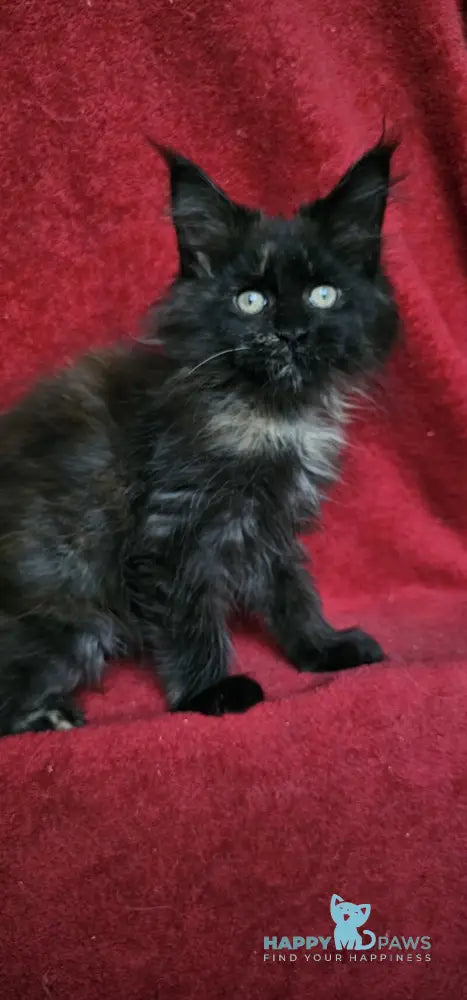Laura Maine Coon female black tortie live animals
