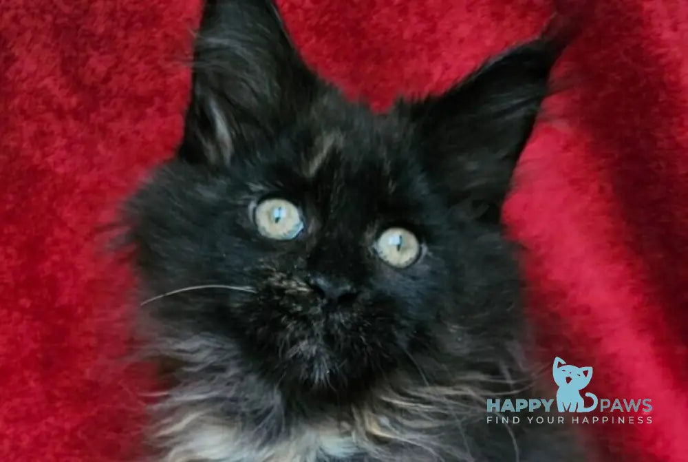 Laura Maine Coon female black tortie live animals