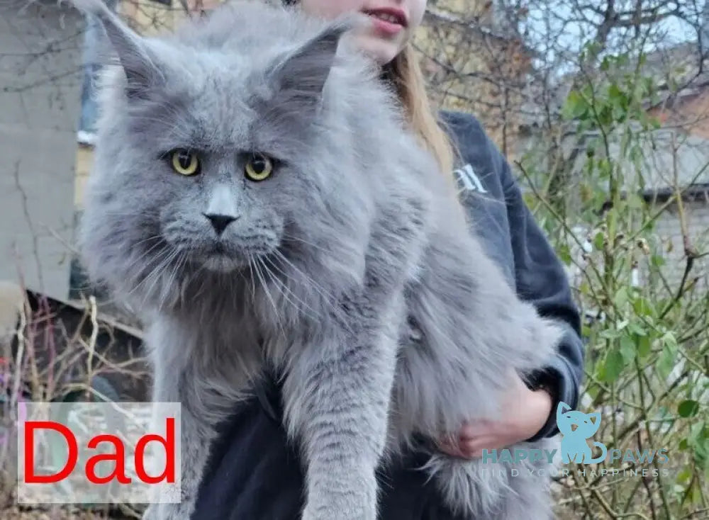 Laura Maine Coon female black tortie live animals