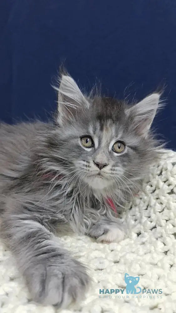 Laura Maine Coon female blue tortie silver tabby live animals