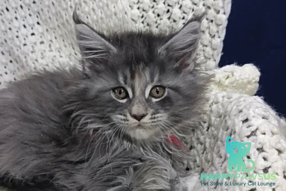 Laura Maine Coon female blue tortie silver tabby live animals