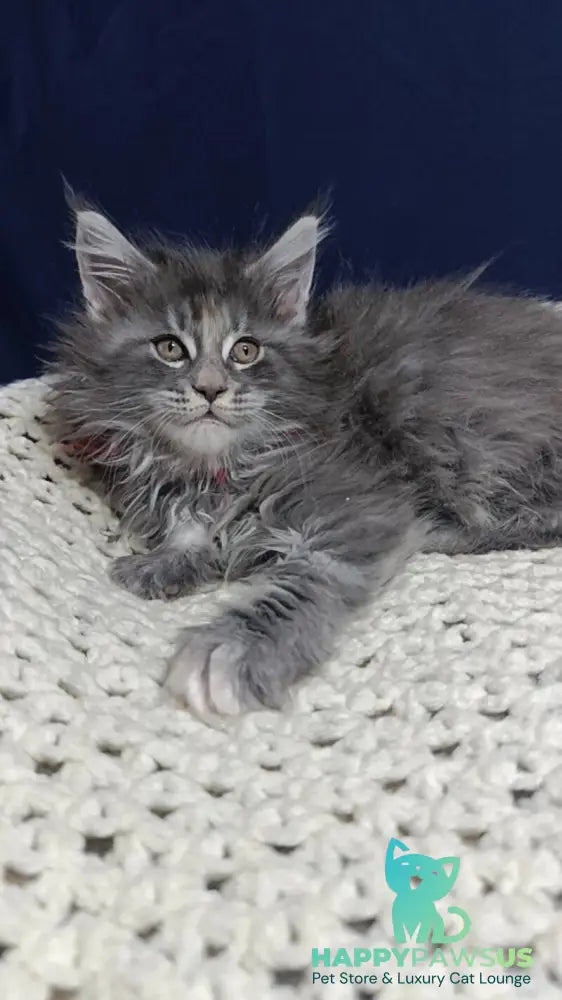 Laura Maine Coon female blue tortie silver tabby live animals