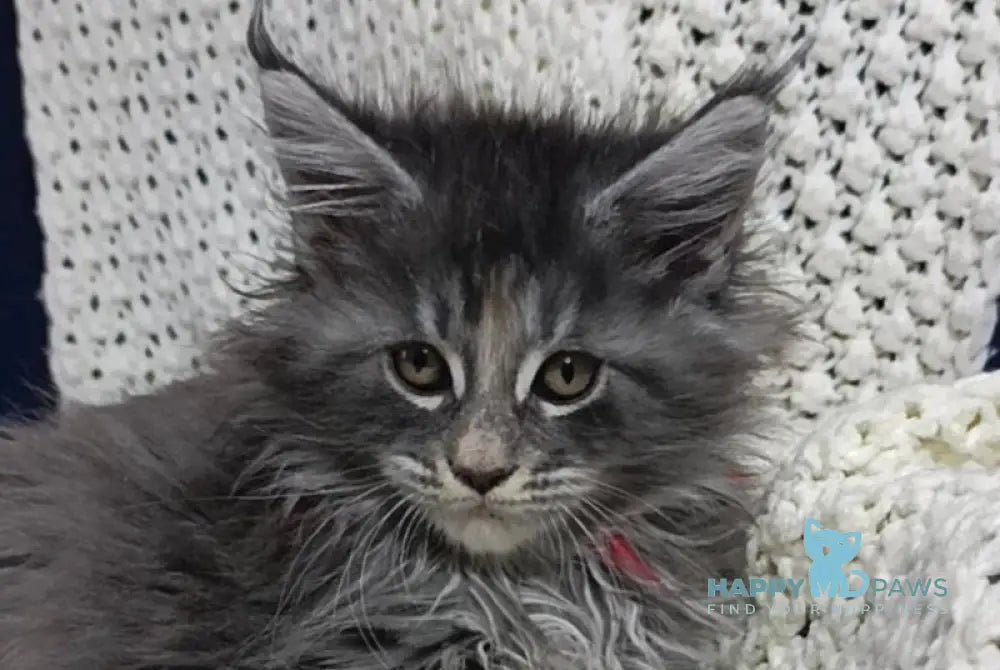 Laura Maine Coon female blue tortie silver tabby live animals