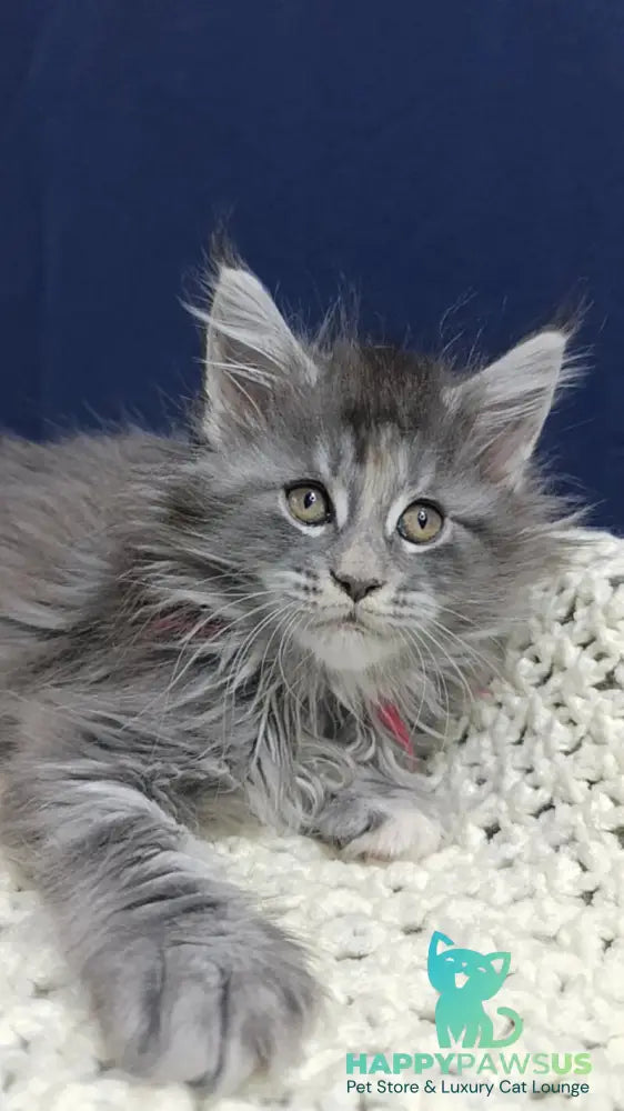 Laura Maine Coon female blue tortie silver tabby live animals