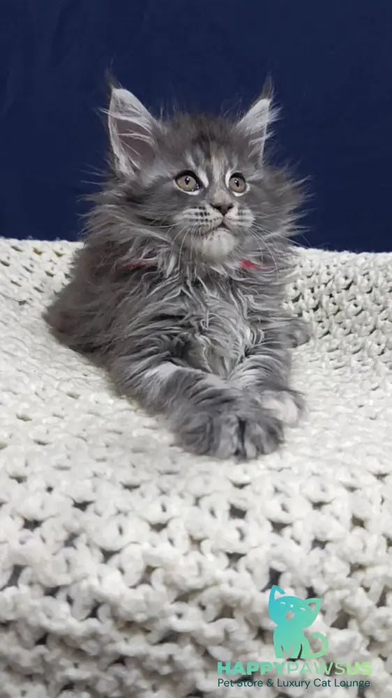Laura Maine Coon female blue tortie silver tabby live animals