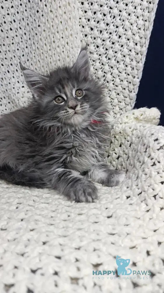 Laura Maine Coon female blue tortie silver tabby live animals