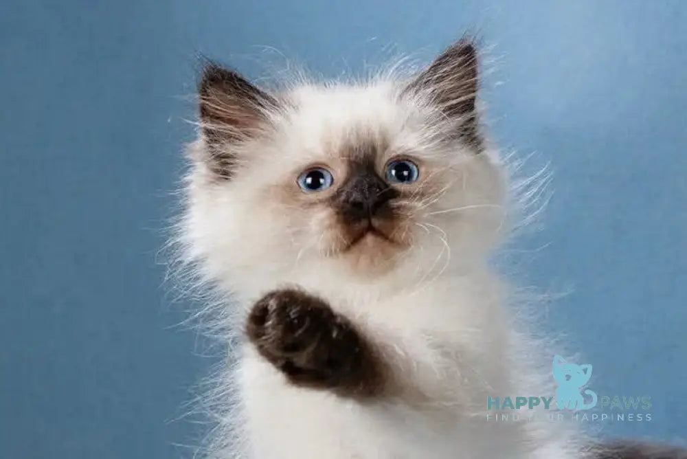 Laura Neva Masquerade female black pointed live animals