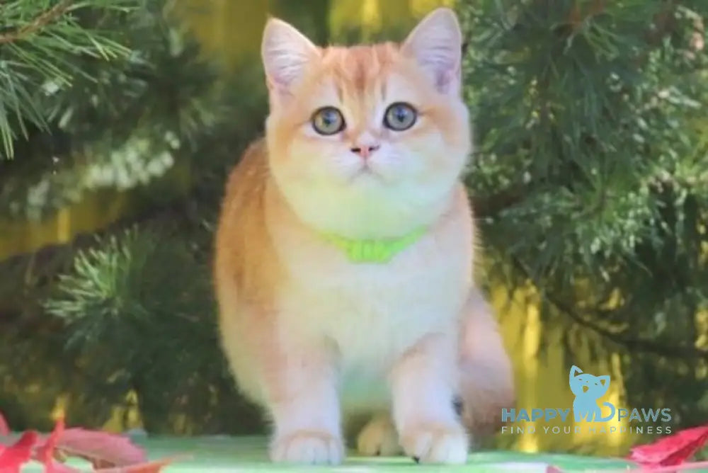 Laura Scottish Straight female black golden chinchilla live animals