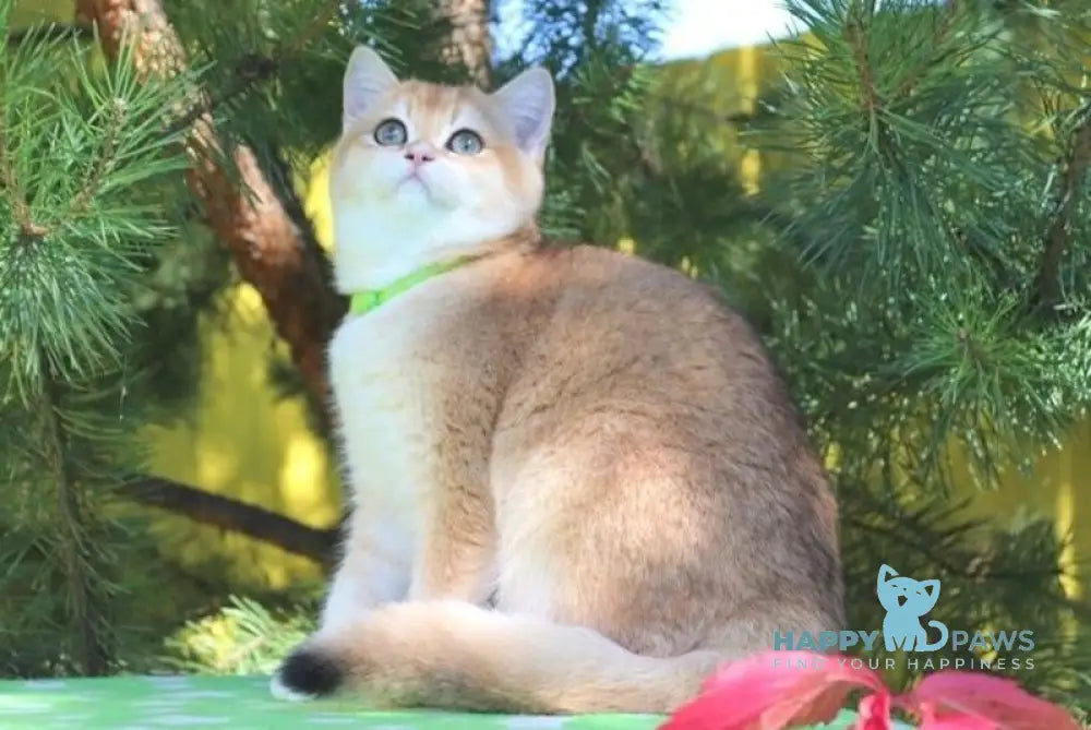 Laura Scottish Straight female black golden chinchilla live animals