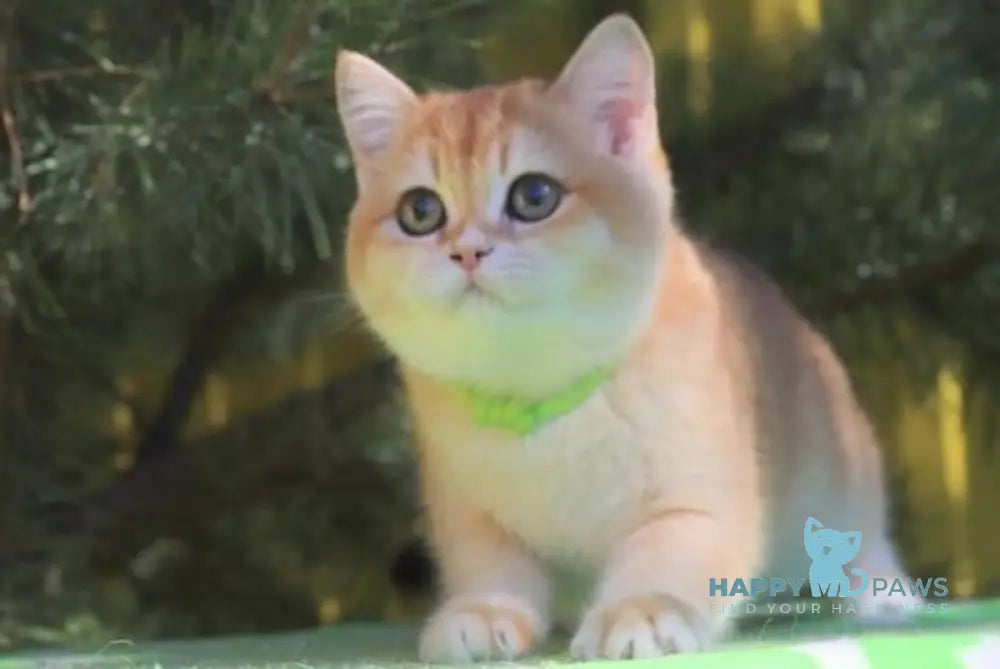 Laura Scottish Straight female black golden chinchilla live animals