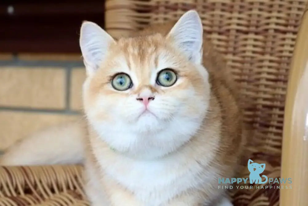 Laura Scottish Straight female black golden chinchilla live animals