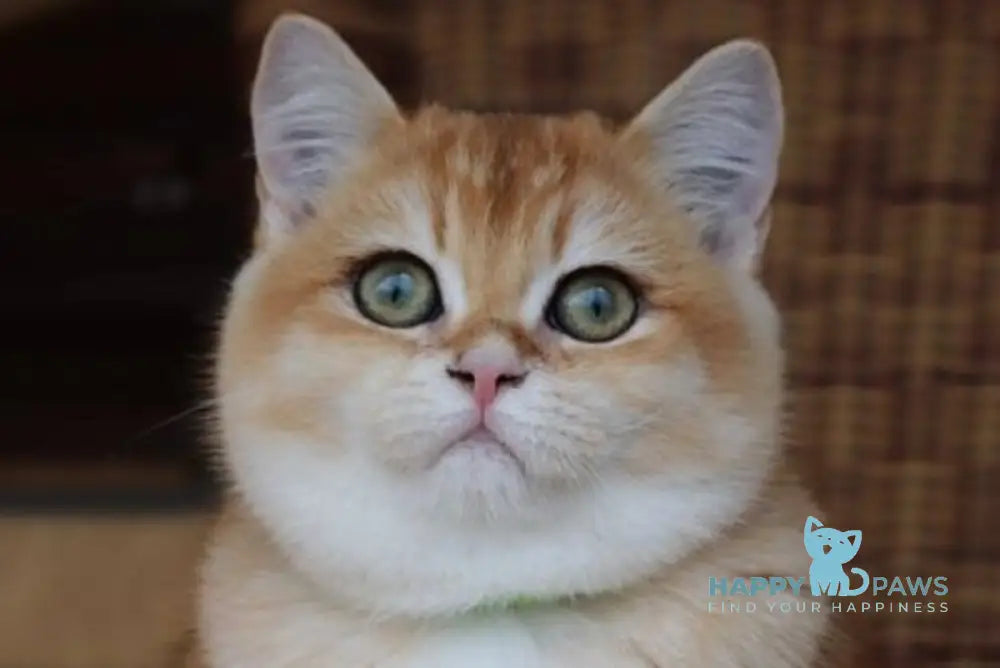 Laura Scottish Straight female black golden chinchilla live animals