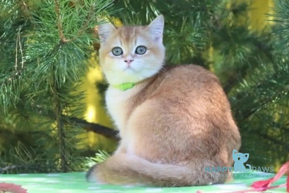 Laura Scottish Straight female black golden chinchilla live animals