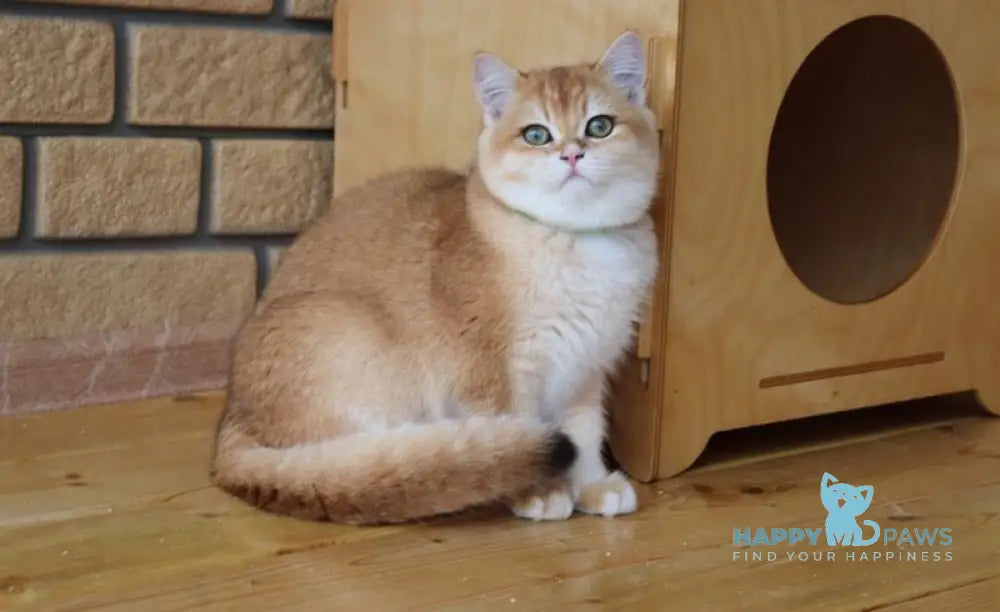 Laura Scottish Straight female black golden chinchilla live animals