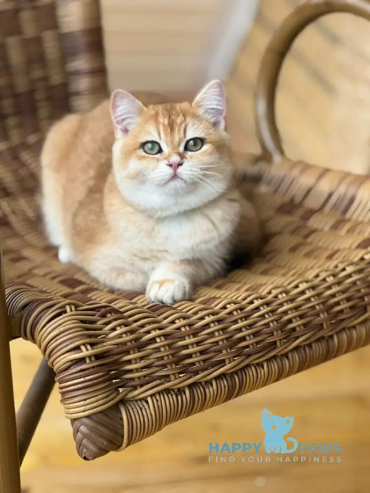 Laura Scottish Straight female black golden chinchilla live animals