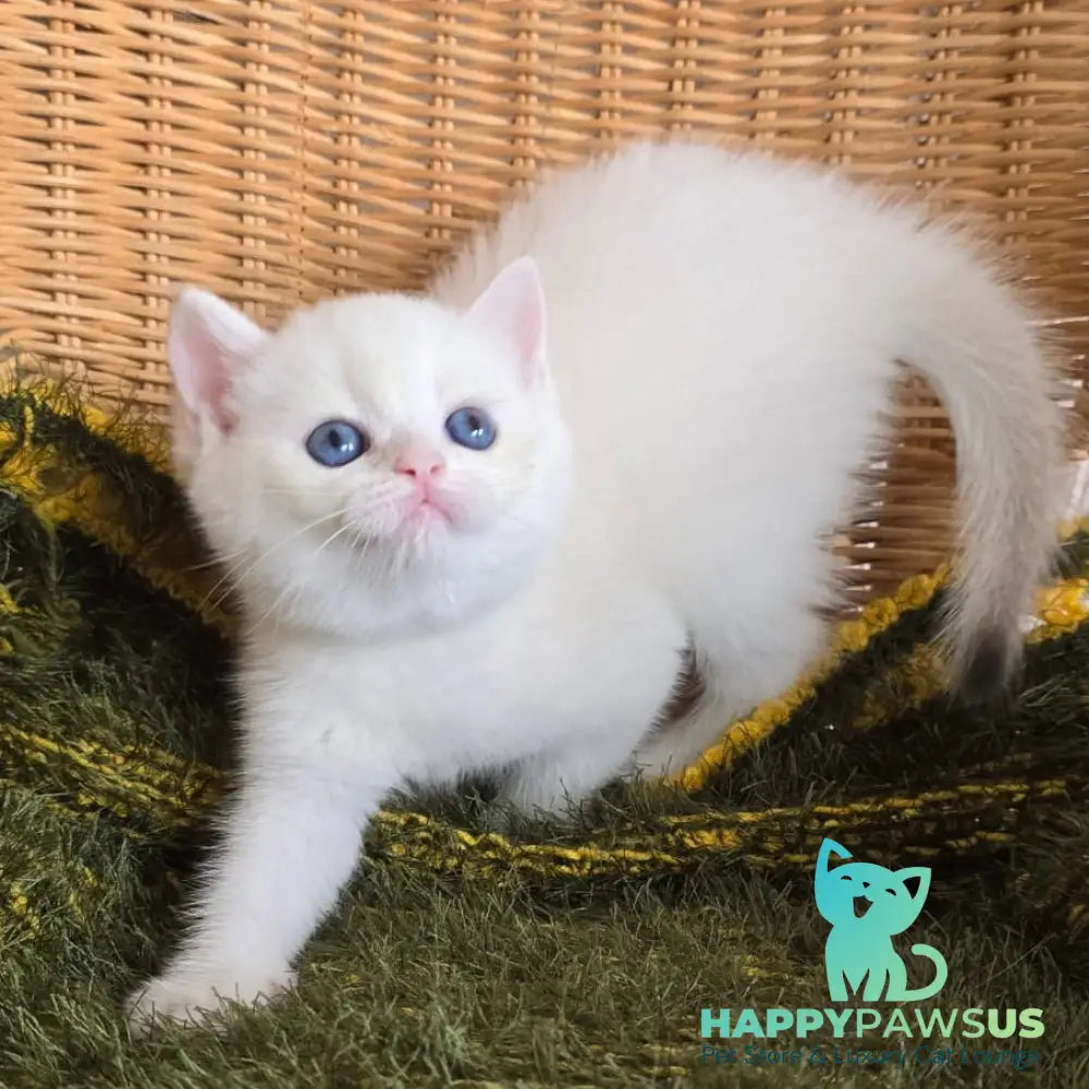 Laura Scottish Straight female chocolate golden chinchilla pointed - live animals