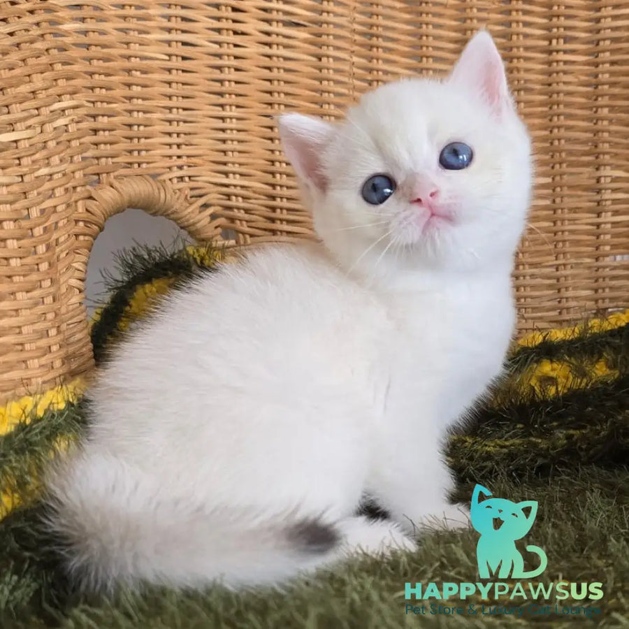Laura Scottish Straight female chocolate golden chinchilla pointed - live animals