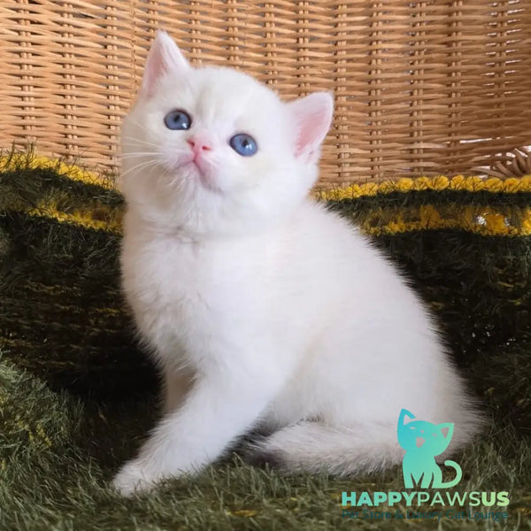 Laura Scottish Straight female chocolate golden chinchilla pointed - live animals