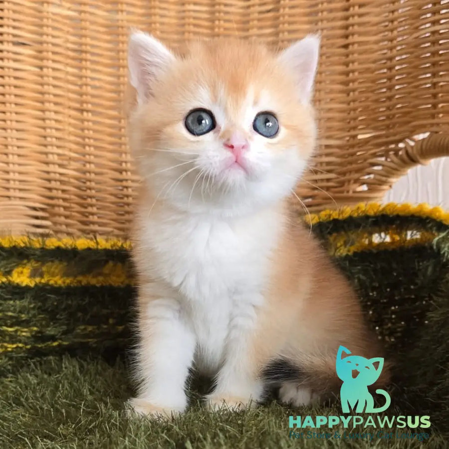 Laurika Scottish Straight female black golden shaded - live animals