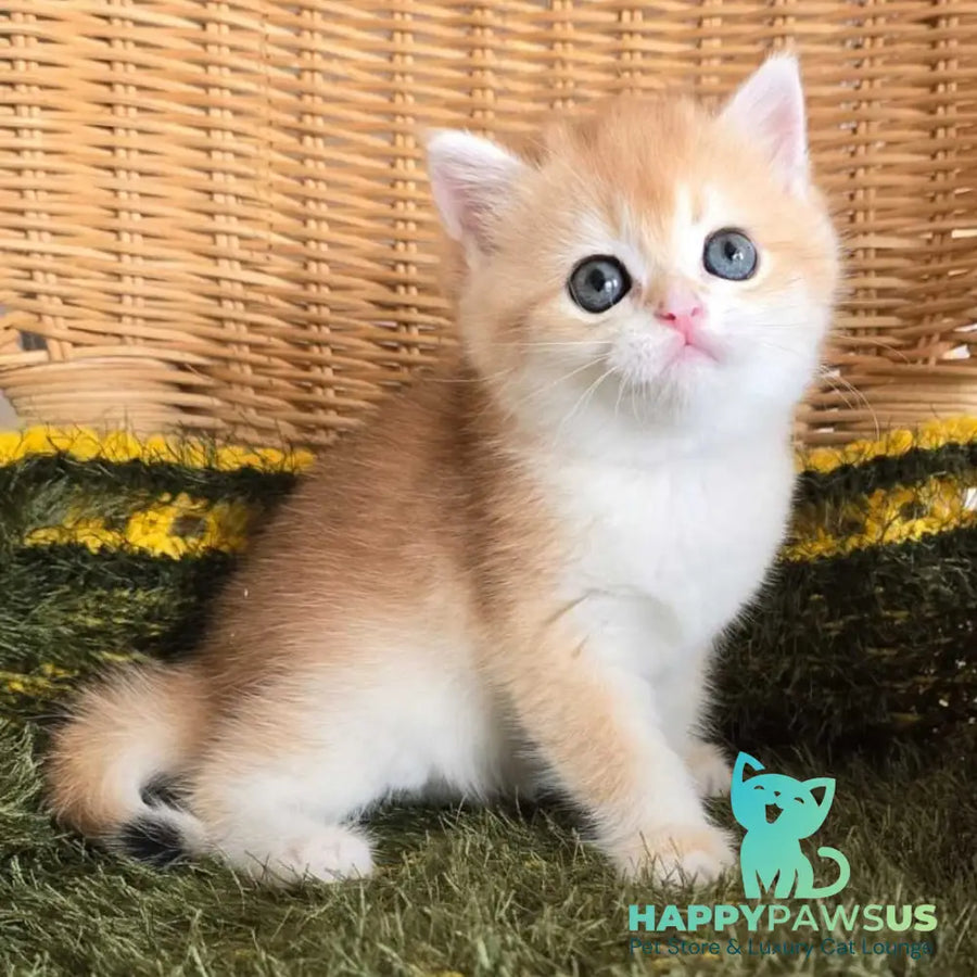 Laurika Scottish Straight female black golden shaded - live animals