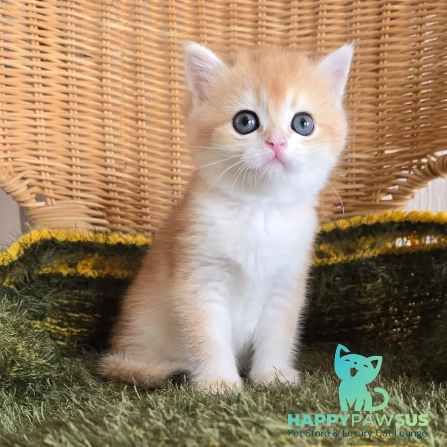 Laurika Scottish Straight female black golden shaded - live animals