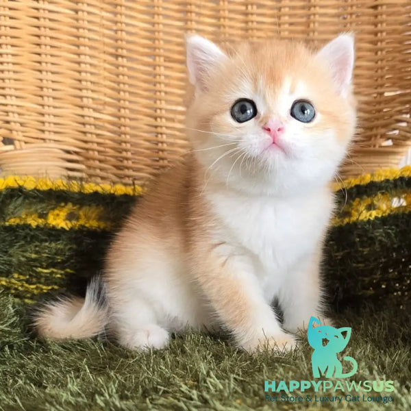 Laurika Scottish Straight female black golden shaded - live animals