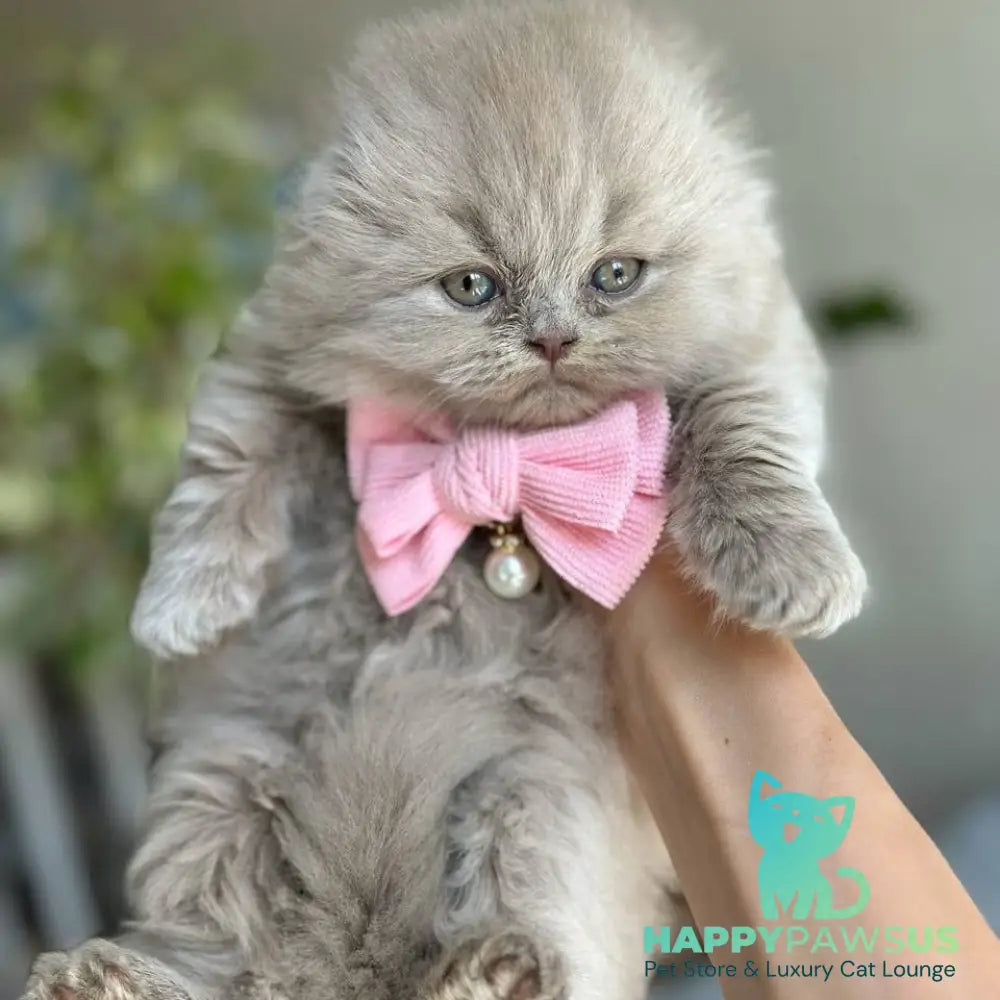 Lava Scottish Fold female lilac - live animals