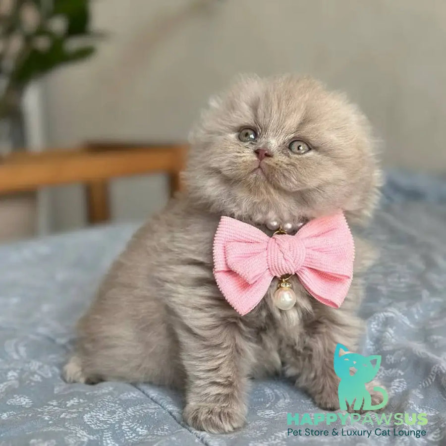 Lava Scottish Fold female lilac - live animals