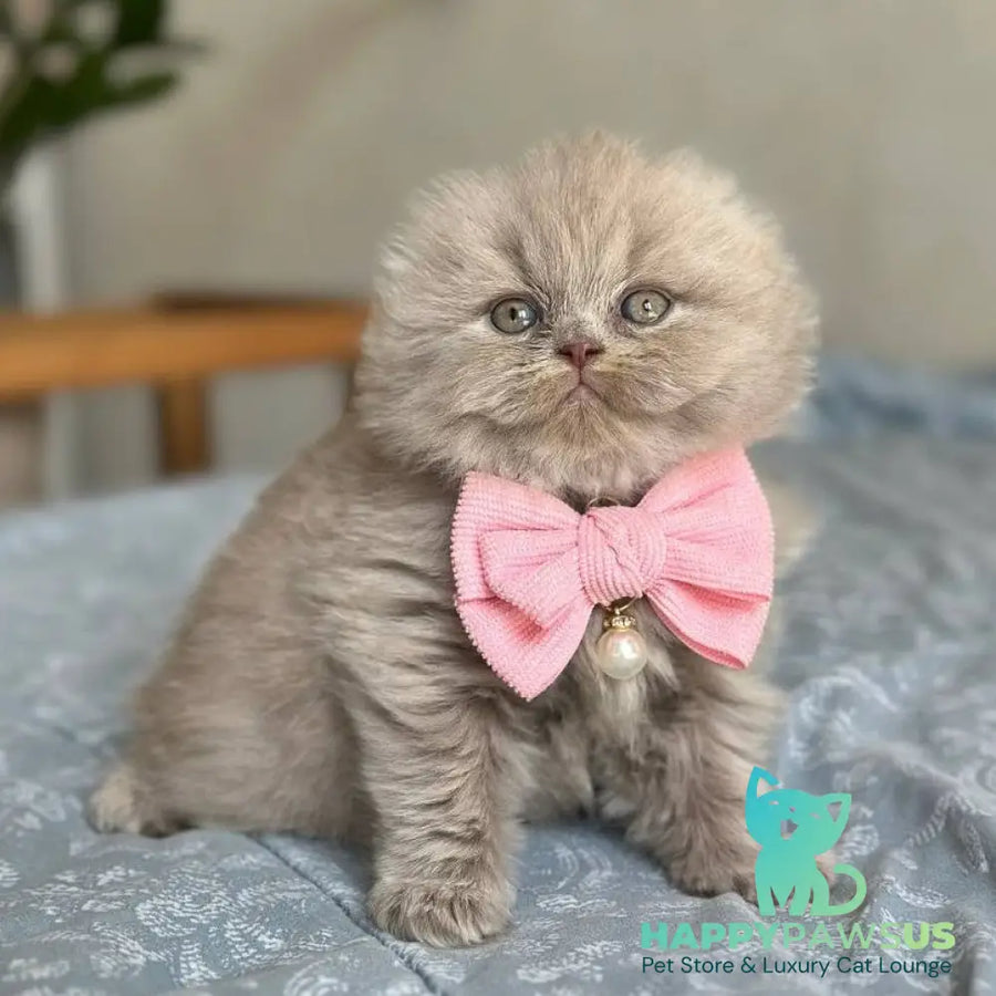 Lava Scottish Fold female lilac - live animals