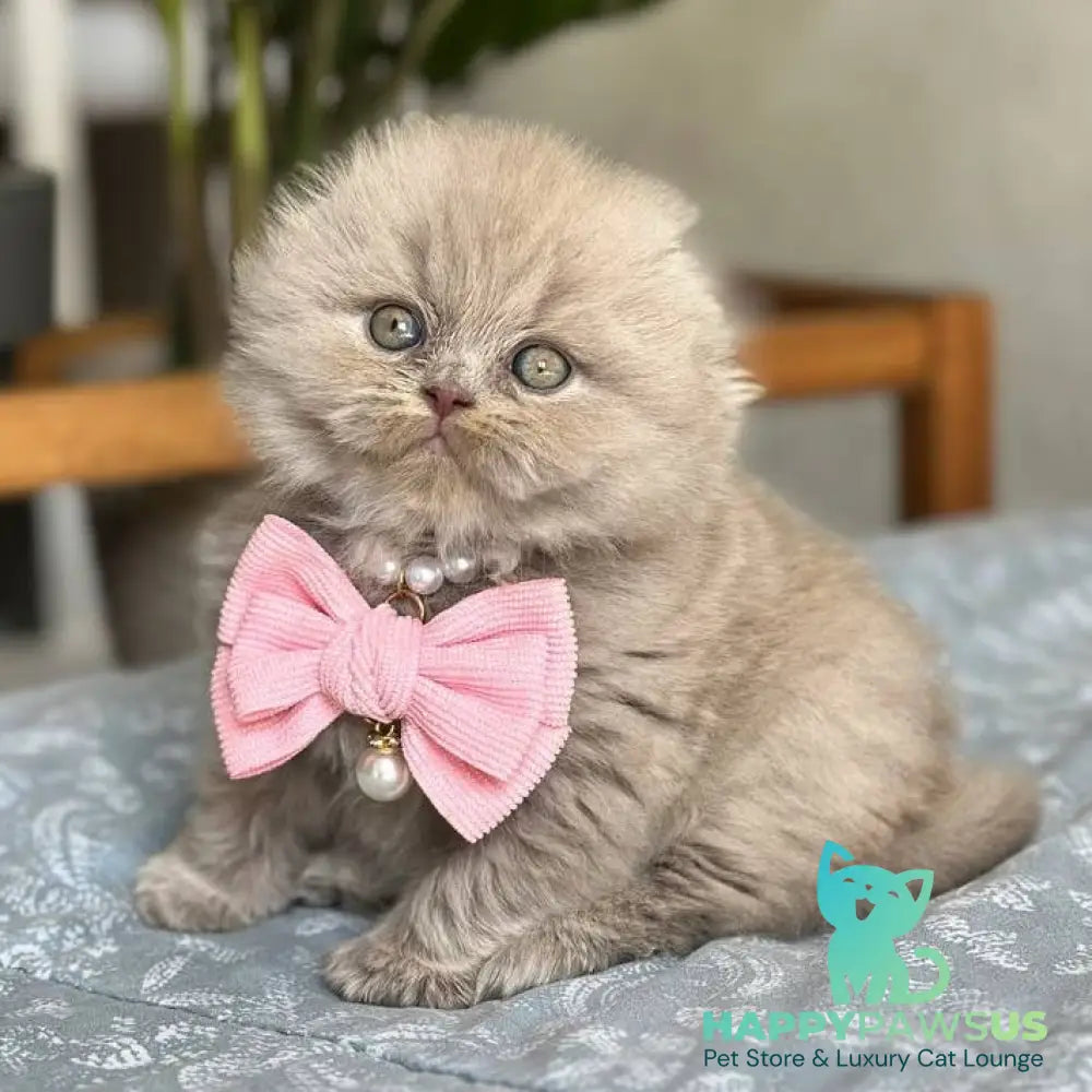 Lava Scottish Fold female lilac - live animals