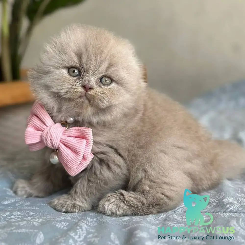 Lava Scottish Fold female lilac - live animals