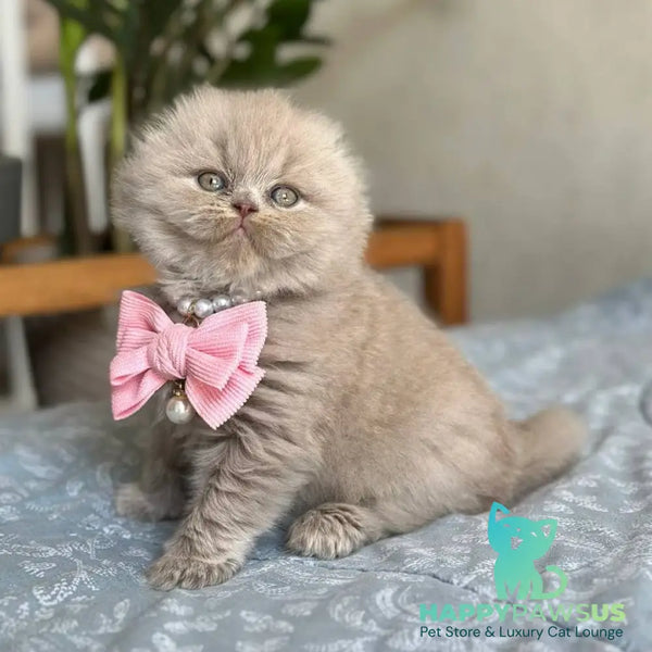 Lava Scottish Fold female lilac - live animals