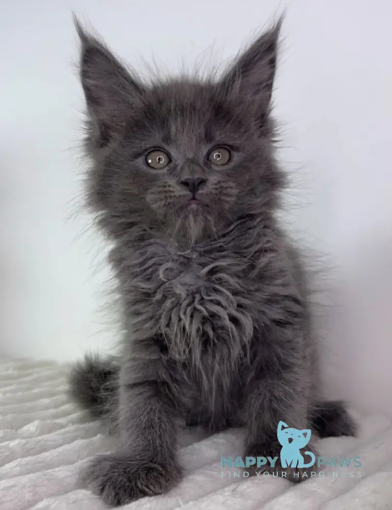 Lavanda Maine Coon female blue live animals